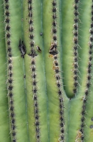 Saguaro (Close-Up)