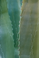 Aloe Close-Up